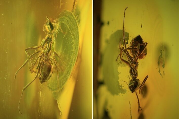 Fossil Ant (Formicidae) & Fly (Diptera) In Baltic Amber #72228